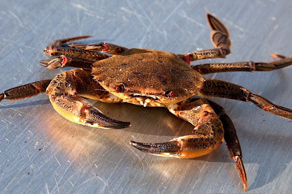 Catching velvet crabs is becoming more seasonal while fishers diversify into other fisheries.