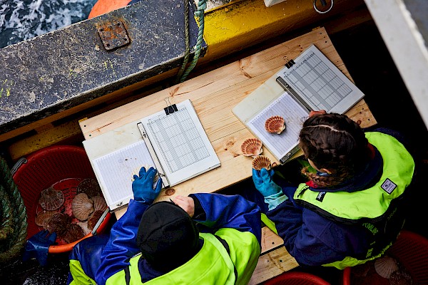 Shetland scallop stock analysis trip by shellfish scientists from UHI Shetland. Photo: David Loftus/MSC